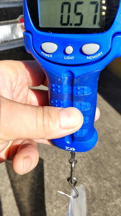 ボートエギング