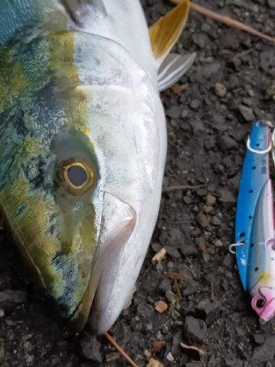 イナダが出ました