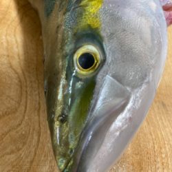 激シブジギング