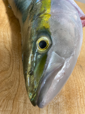 激シブジギング