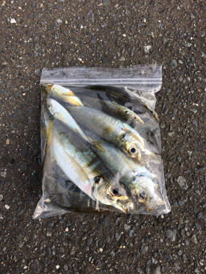 秋アジング開幕