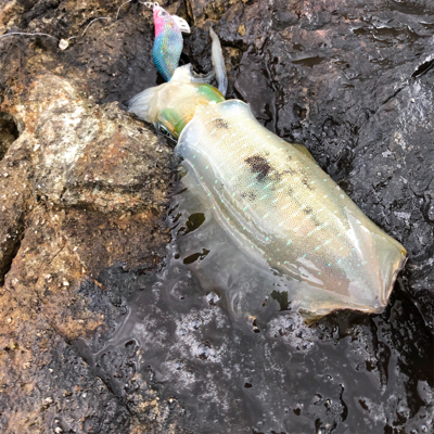 2021 佐渡ヶ島エギング 17回目