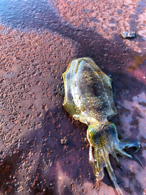 しまなみエギングまだ小さい