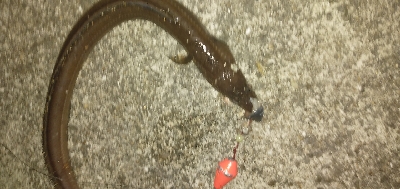 サビキ&ぶっこみ