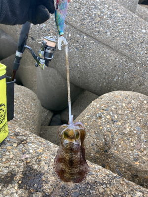 エギのローテは大事(^｡^)