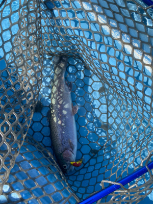 プールフィシング