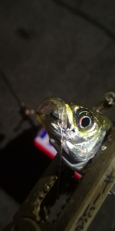 アジング練習320