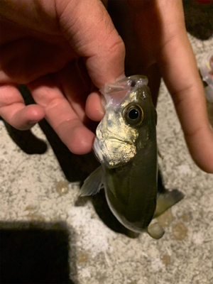 デカアジングとチーバス