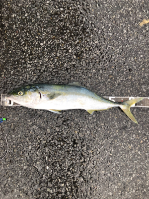 朝一水面ドカーン！！！