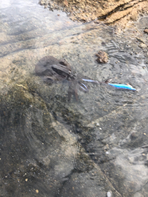 アオリイカサイズ上がってます!