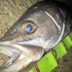 今年初ランカーサイズ！