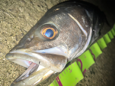 今年初ランカーサイズ！