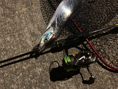 でかアジングとおまけのライト太刀魚