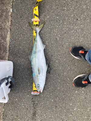 今年、初のメジロ?ハマチ…