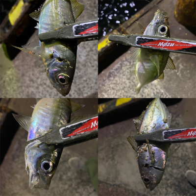 期間限定ポイント