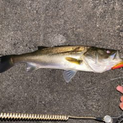 中華版でもポテンシャル高し！