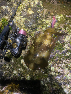 一年ぶりのエギング