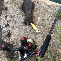 しまなみエギング　いきなりシブくなって来た