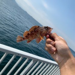 カワハギ→ガシラ狙い