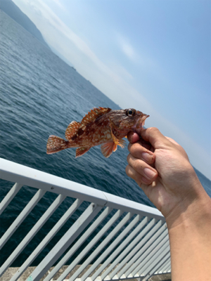 カワハギ→ガシラ狙い