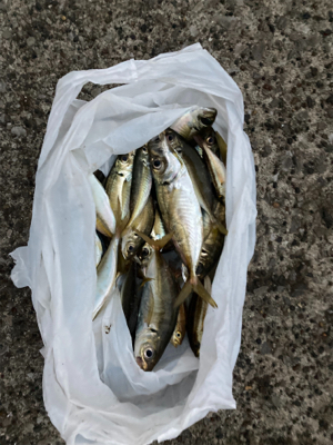 本牧海釣り施設 粘り勝ち