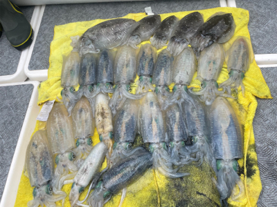 初ティップランと初魚種