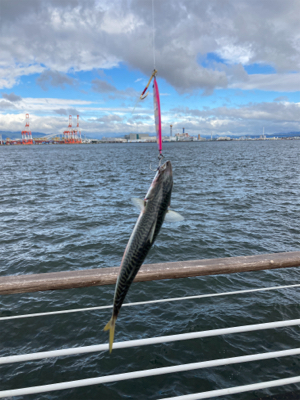 未だ青物上向かず。鯖3匹。。。