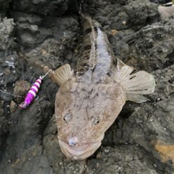マゴチ、太刀魚