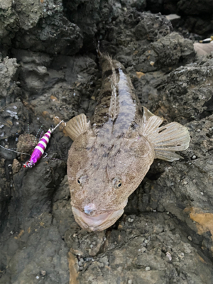 マゴチ、太刀魚