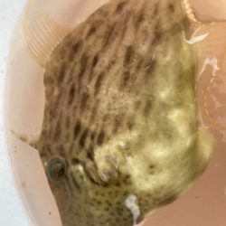 カワハギリベンジ