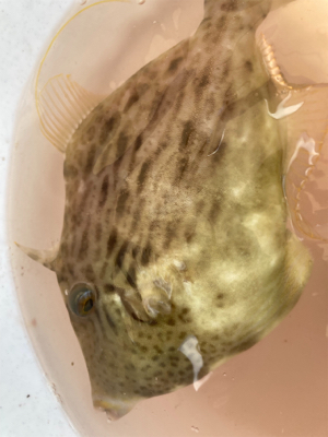 カワハギリベンジ