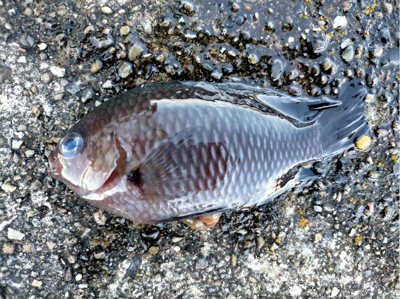 和歌山ぶらり釣り