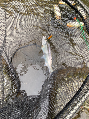 黒保根渓流フィシング