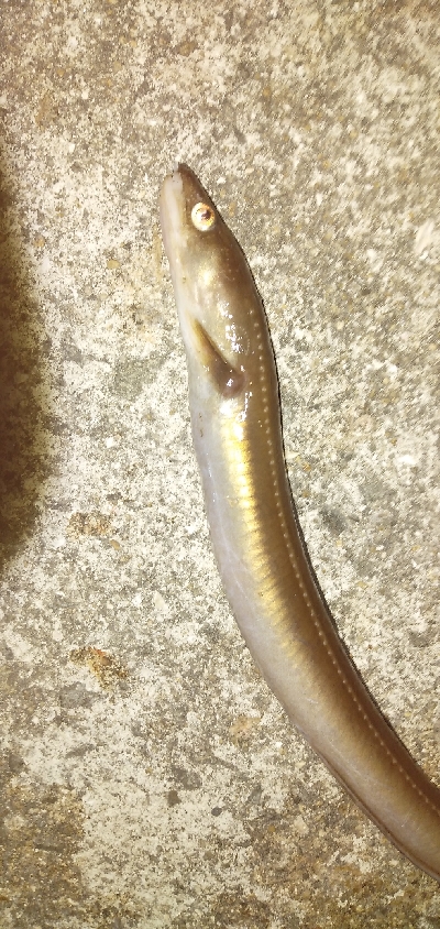 アナゴ＆カサゴ