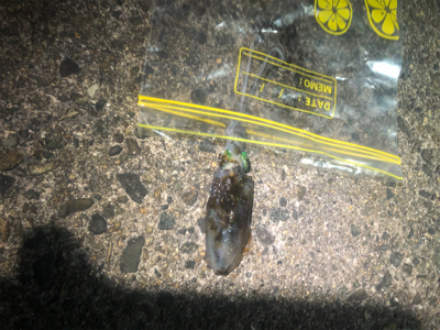 いろんなルアーフィッシング