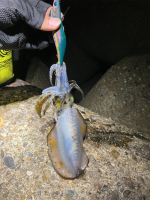 アオリイカ今季最大サイズGET\(^o^)/