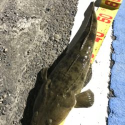 ヒラメとマゴチ