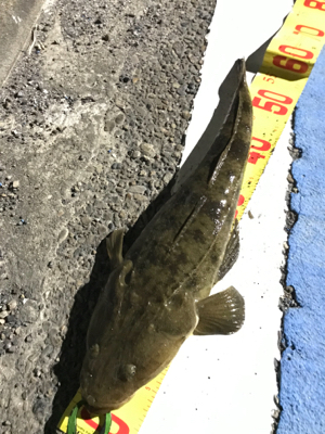 ヒラメとマゴチ