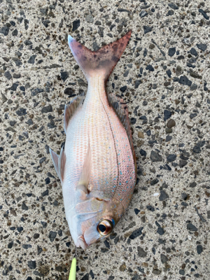 マイクロベイト