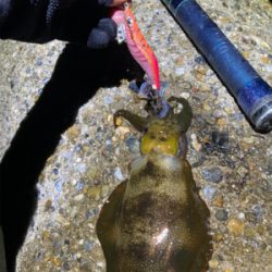 アオリの地合いは一瞬(^.^)