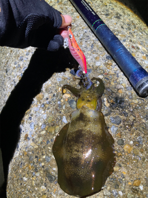 アオリの地合いは一瞬(^.^)