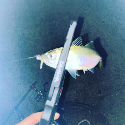 アジングリベンジ