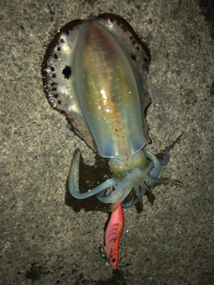 急に冷えましたが・・・