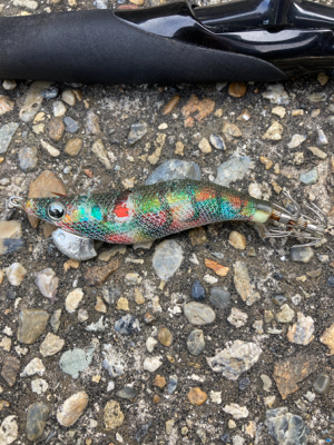 何とかアオリイカGET(^｡^)