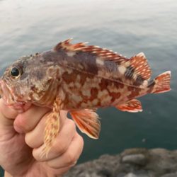 太刀魚1本のみ