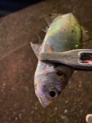 18ステラ 復帰戦