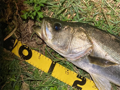 シーバスフィッシング