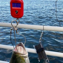 湾奥コスモ開幕。メジロ67cm。。。