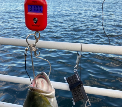 湾奥コスモ開幕。メジロ67cm。。。