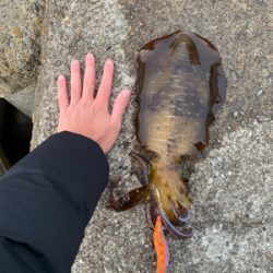 サイズ上がってきました！